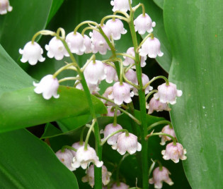 Convallaria majalis 'Rosea'