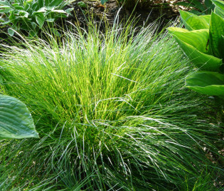 Carex remota