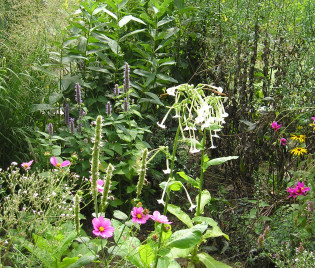 Nicotiana sylvestris mit Agastachen