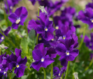 Viola cornuta 'Roem van Aalsmeer'