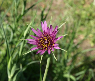 Tragopogon porrifolius