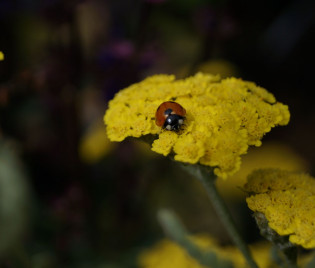 Achillea clypeolata Hybride ‘Moonshine’