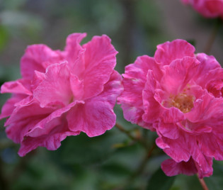 Rosa inermis 'Morletti'