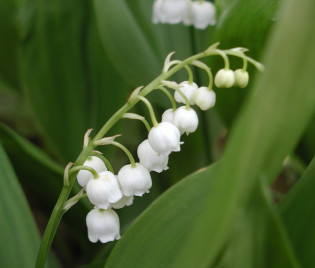 Convallaria majalis