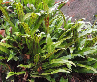 Phyllitis scolopendrium – Hirschzunge