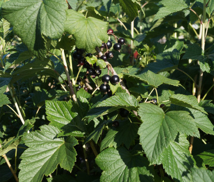 Schwarze Johannisbeere - Ribes nigrum 'Silvergieters Schwarze'