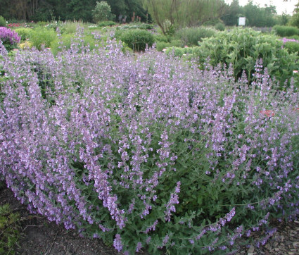 Nepeta 'Walkers Low'