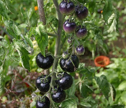 'Black Plum' Tomaten