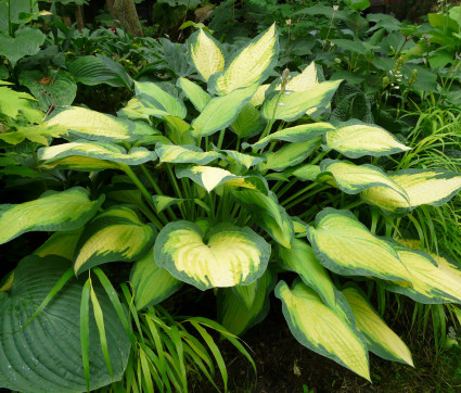 Hosta Hybride 'Orange Marmalade'