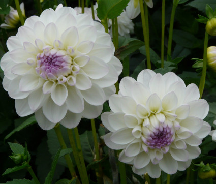 Dahlia 'Eveline'