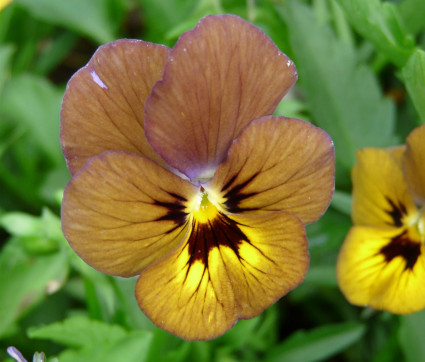Viola cornuta 'Irish Molly'