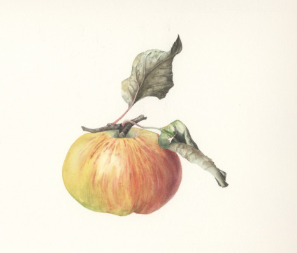 Gael Sellwood – Apple ‘Bramley’s seedling’