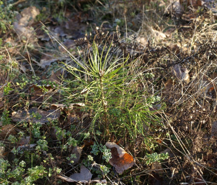 Pinus sylvestris Sämling