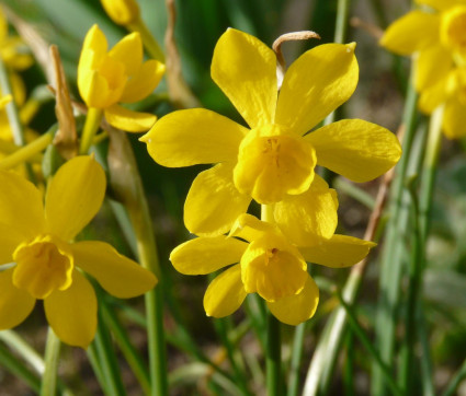 Narcissus jonquilla var henriquii