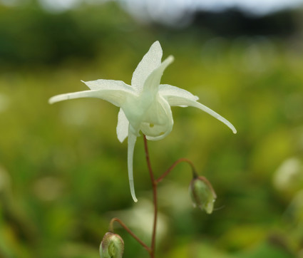 Epimedium grandiflorum 'Nanum'