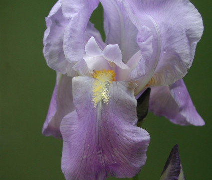Iris pallida ‘Fiesole’