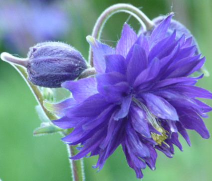 Aquilegia Vulgaris-Hybride 'Blue Barlow' 