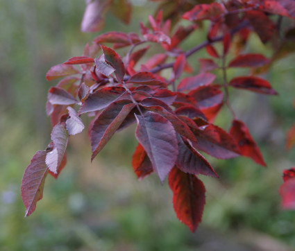 Rosa inermis 'Morletti' - Herbstfärbung