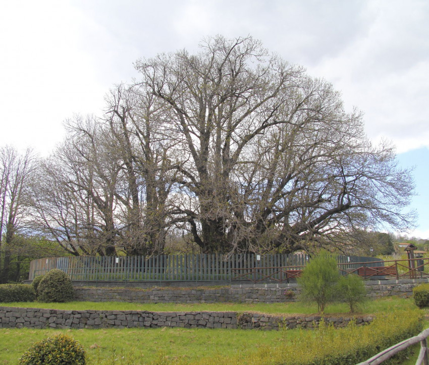 Kastanienbaum der hundert Pferde