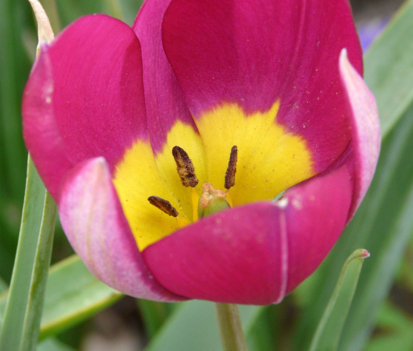 Tulipa humilis ‘Persian Pearl’