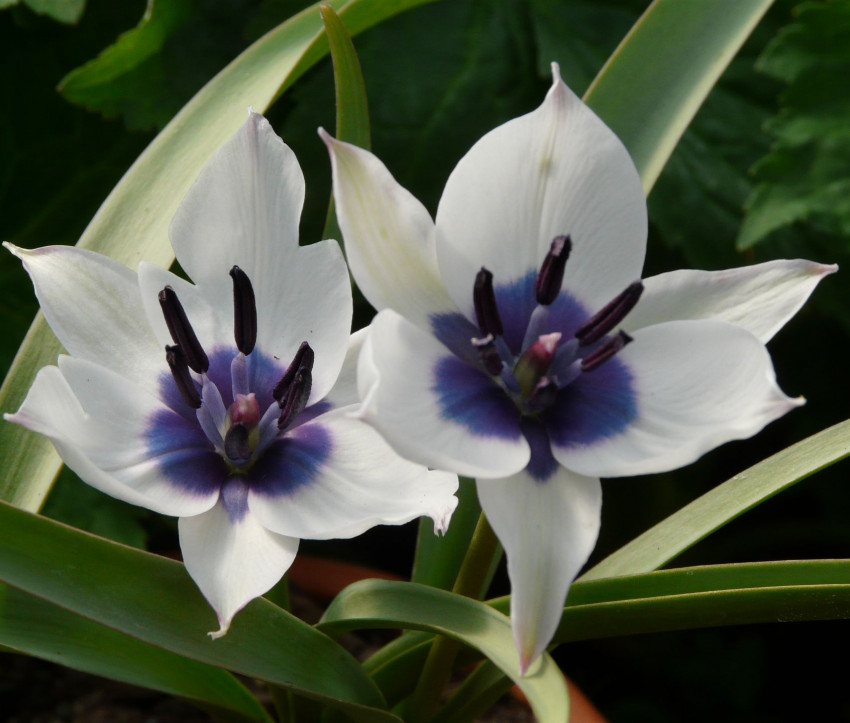 Tulipa humilis var pulchella 'Albocaerulea'