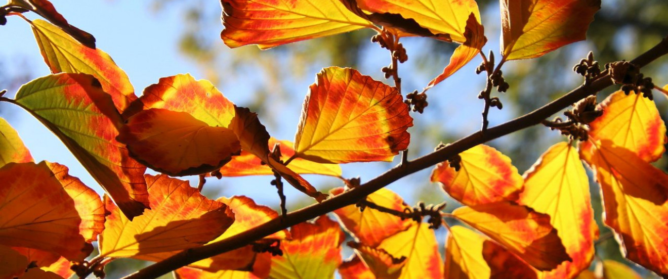 Carpinus betulus