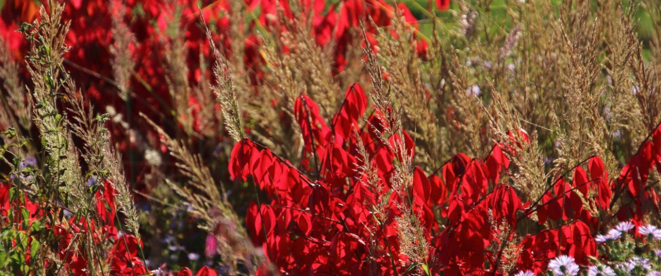 Euonymus alatus 'Compactus'