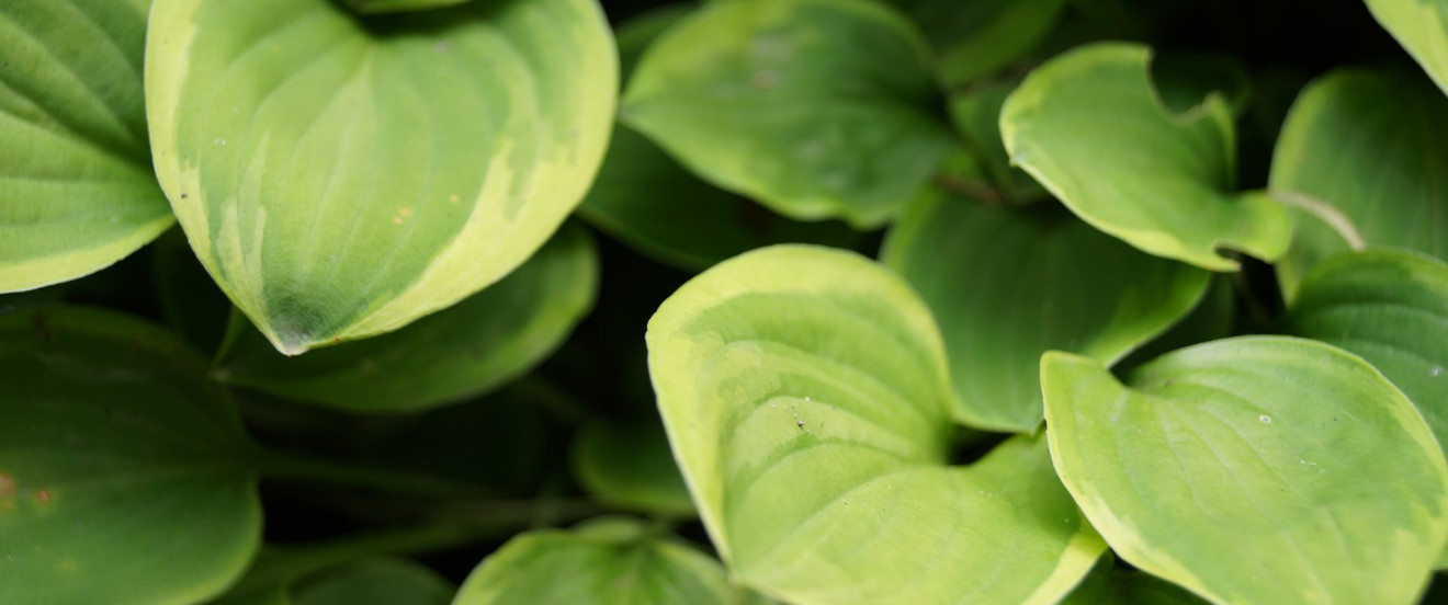 Hosta Hybride 'Golden Tiara'