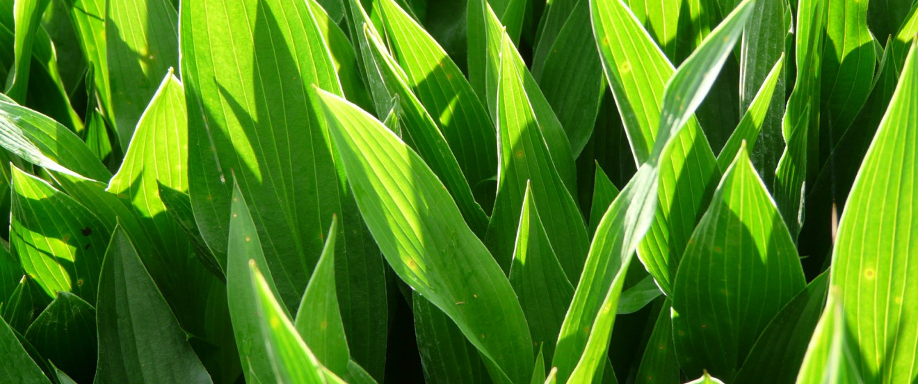 Hosta clausa var normalis