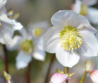 Helleborus niger – Christrose, Schneerose