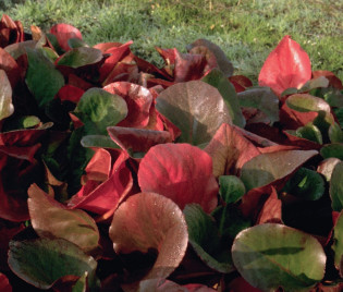  Bergenia Hybride 'Eroica'