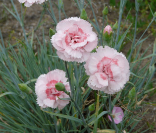 Dianthus Plumarius Hybride 'Doris'