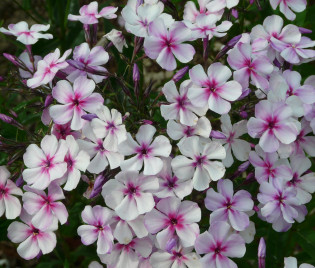 Phlox Arendsii-Hybride 'Susanne'