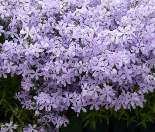 Phlox divaricata 'Clouds of Perfume'