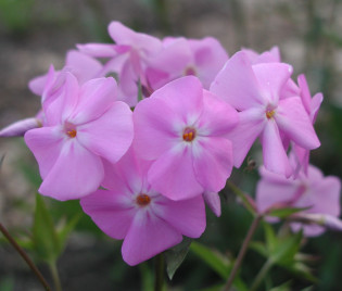 Phlox glaberrima ssp. triflora 'Bill Baker'