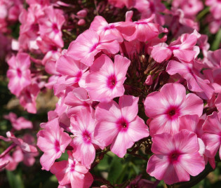 Phlox paniculata 'Oljenka'