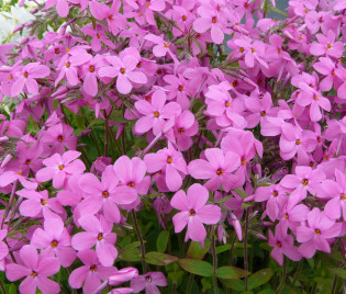 Phlox stolonifera 'Home Fires' 