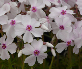 Phlox subulata 'Amazing Grace'