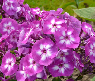 Phlox paniculata 'Laura'