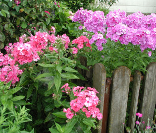 Phlox paniculata am Gartenzaun