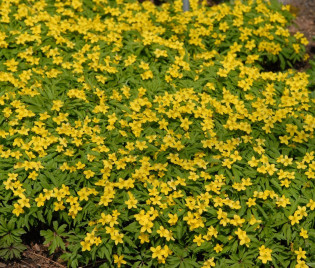 Anemone ranunculoides