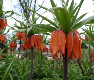 Fritillaria imperialis ‘Garland Star’