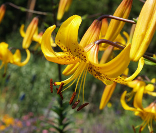 Lilium leichtlinii – Japanische Lilie