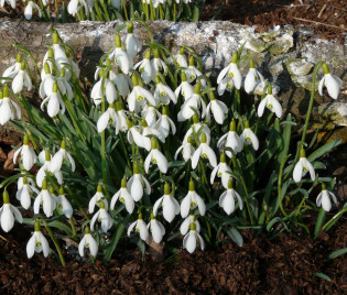 Galanthus nivalis