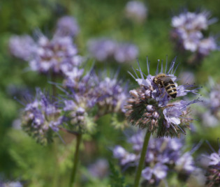 Gründüngung mit Phacelia