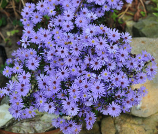 Aster 'Little Carlow'