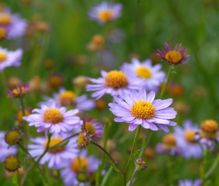 Kalimeris mongolica 'Antonia'