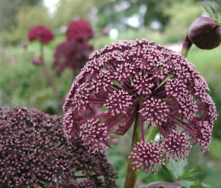 Angelica gigas