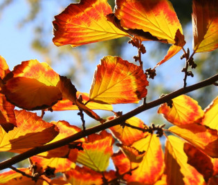 Carpinus betulus