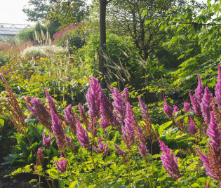 Astilbe chinensis var. taquetii 'Purpurlanze'